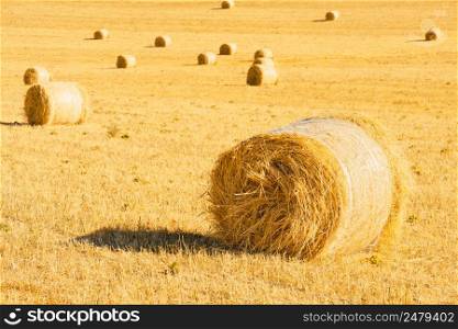 Hay bales on rural field after harvest