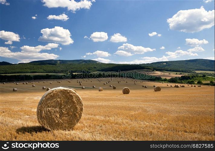 Hay bales on the field