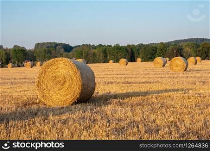 Hay bales on the field after harvest. Agricultural field. Hay bales in golden field landscape.