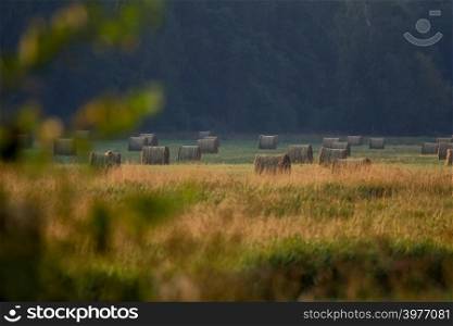 Hay bales on the field after harvest in foggy morning. Freshly rolled hay bales on field in Latvia.