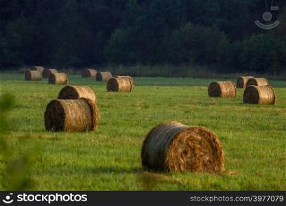 Hay bales on the field after harvest in morning. Freshly rolled hay bales on field in Latvia.