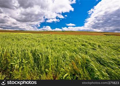Hay fields under cloudy sky view, agricultural landscape of Prigorje region of Croatia