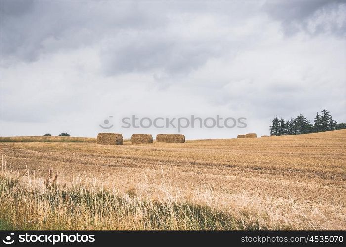 Hay on a dry field in the summer in cloudy weather