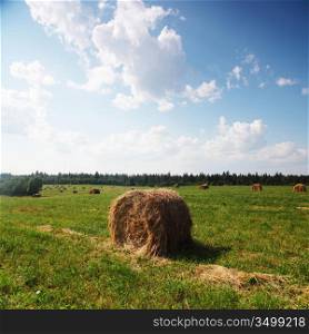 hay on field under blue sky