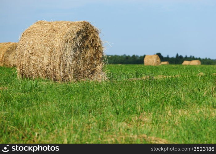 hay on field under blue sky