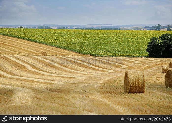 Hay rolls in a field