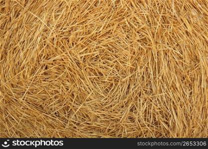 Hay round bale of dried cereal plants in sunny day