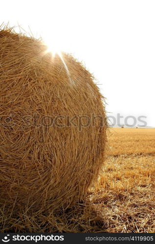 Hay round bale of dried wheat cereal