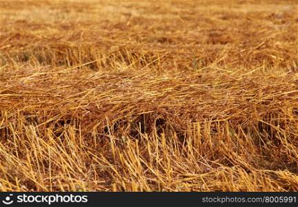 hay straw stack texture on field, agriculture background