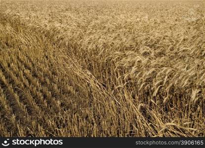hayfield wheat background