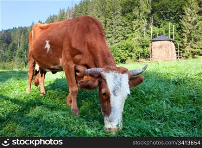 Haystack and cow on misty morning mountainside (Carpathian, Ukraine)