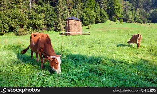 Haystack and cows on summer morning mountainside (Carpathian, Ukraine)