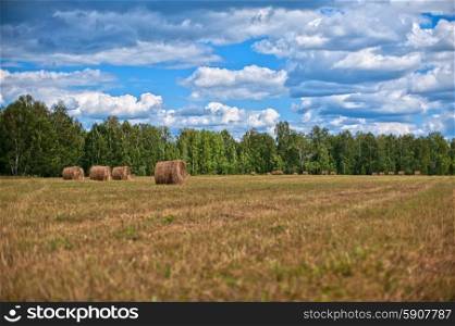 Haystacks. Haystacks in the summer field