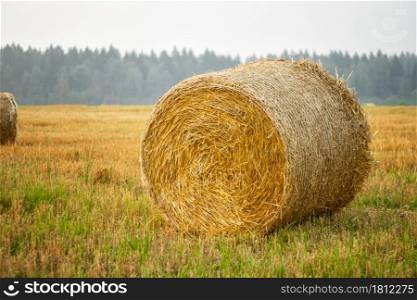 Haystacks in a farm field after harvest.. Hay bales in a farm field after harvest.