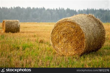 Haystacks in a farm field after harvest.. Hay bales in a farm field after harvest.