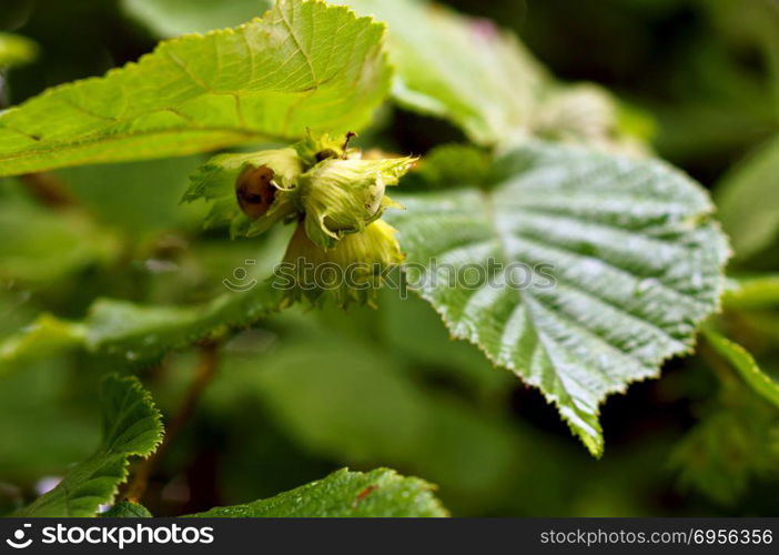 hazel, hazel, wood nut, Bush, undergrowth, thicket, forest. thickets of hazelnut, a shrub hazel