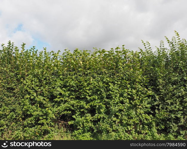 Hazel tree hedgerow. Hedgerow of Hazel trees aka Corylus tree ...