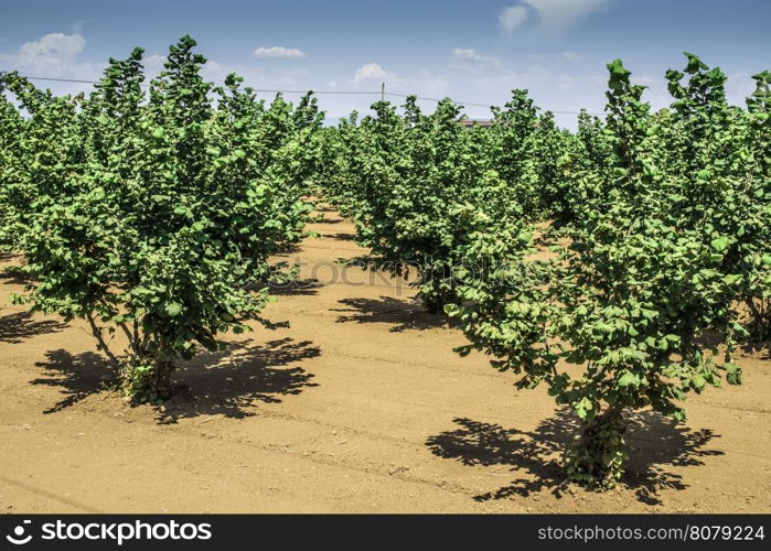 Hazel tree plantation. Summer time