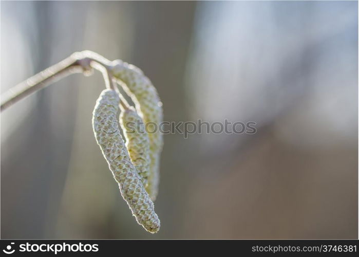 Hazelnut bloom