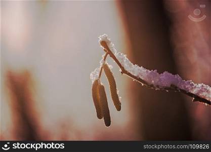 Hazelnut bloom in winter
