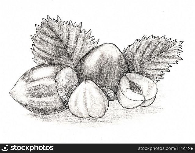 Hazelnut. Hand drawn sketch pencil. For packaging design, illustrations for books, flyers, banners. Chalk illustration. Nut - hazelnut. Hand drawn pencil.