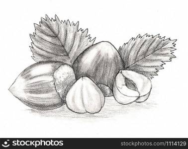 Hazelnut. Hand drawn sketch pencil. For packaging design, illustrations for books, flyers, banners. Chalk illustration. Nut - hazelnut. Hand drawn pencil.