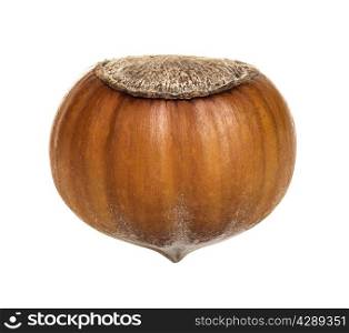 Hazelnut isolated on a white background