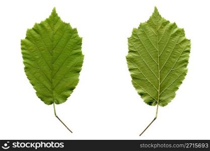 Hazelnut leaf. Hazelnut tree leaf - isolated over white background