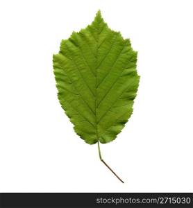 Hazelnut leaf. Hazelnut tree leaf - isolated over white background - front side