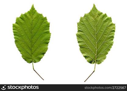 Hazelnut tree leaf - isolated over white background