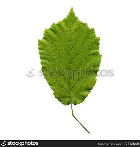 Hazelnut tree leaf - isolated over white background - front side