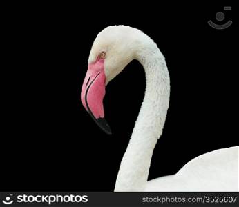 Head and neck flamingo on a black background.