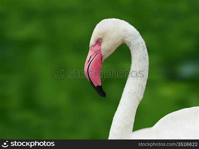 Head and neck flamingo on a green natural background.