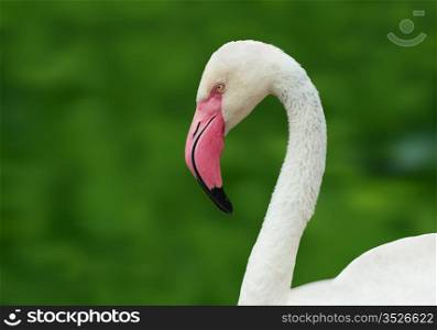 Head and neck flamingo on a green natural background.