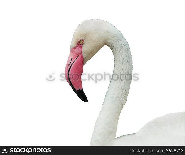 Head and neck flamingo on a white background.