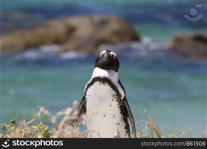 Head close to eyeglasses penguin on the beach with heat in Africa