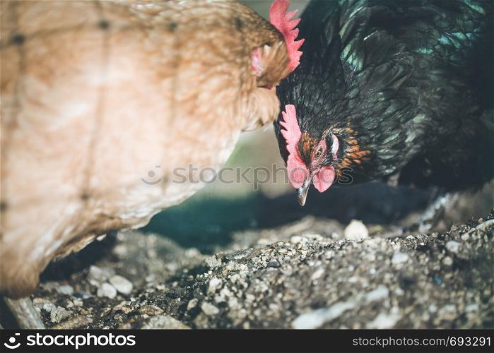 Head closeup of a chicken in the own garden