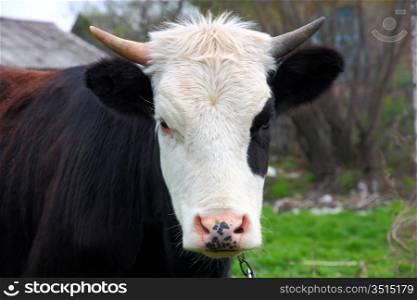 head cow (bull) horns