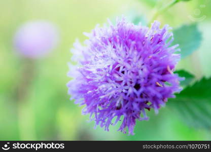 Head flower of purple in park with the sunlight.