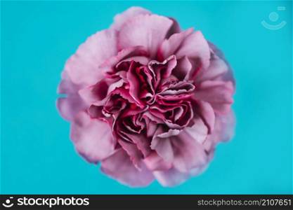 head lilac carnation