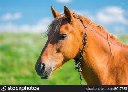 head of a beautiful brown horse in a field close-up