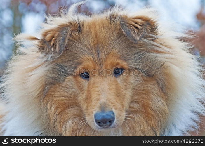 head of a british Collie dog. british Collie dog