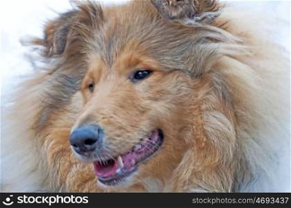 head of a british Collie dog. british Collie dog
