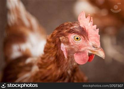 head of a brown chicken looking at us