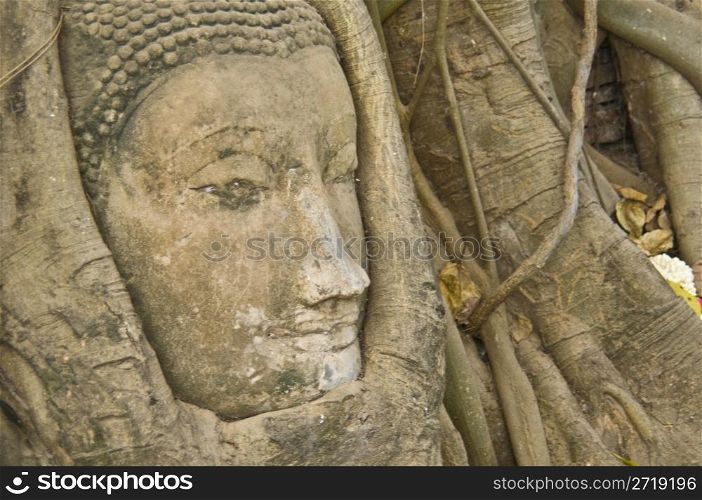 head of a buddha statue in a tree at the Wat Mahathat