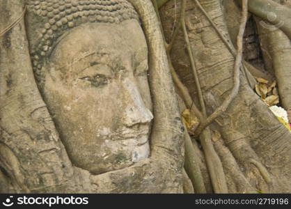 head of a buddha statue in a tree at the Wat Mahathat