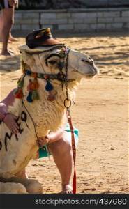 Head of a dromedary adorned with a hat on a beach in Hurghada Egypt. Head of a dromedary