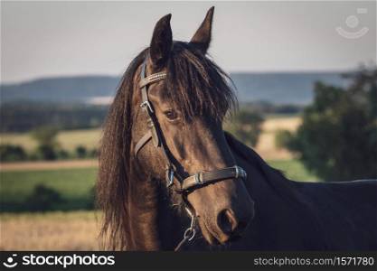 Head of a friesian horse with halter. Black Friesian horse.