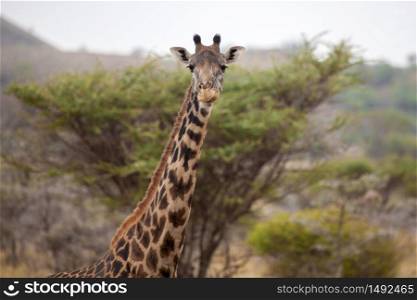 Head of a giraffe, watching you, Kenya