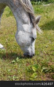 Head of a gray horse grazing in a field in Brittany